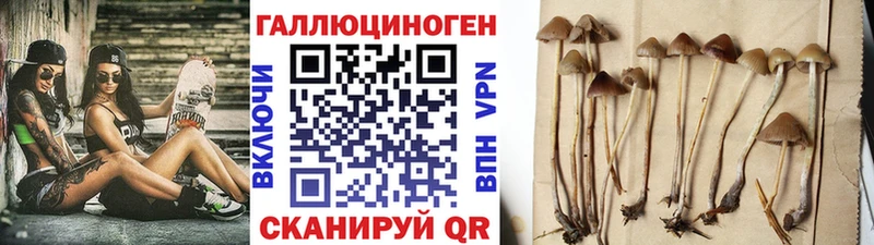 Псилоцибиновые грибы Cubensis  Железногорск-Илимский 